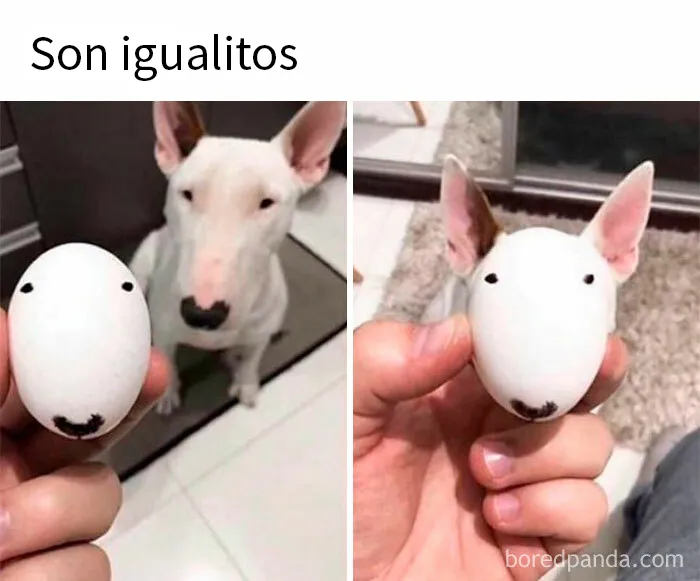 20 Memes que te pondrán de buen humor