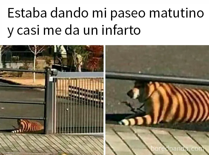 20 Memes que te pondrán de buen humor