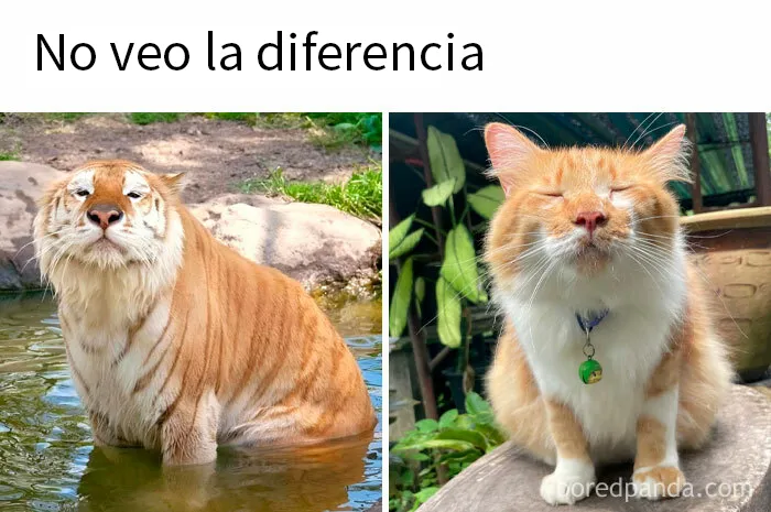 20 Memes raros pero divertidos para que pases un buen rato