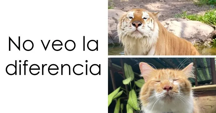 20 Memes raros pero divertidos para que pases un buen rato