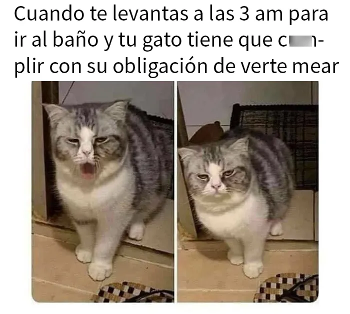 20 Divertidos memes bien cargados de sarcasmo