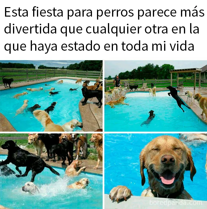 20 Divertidos memes bien cargados de sarcasmo