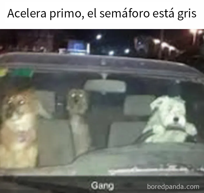 20 Memes sobre hombres que resultan universalmente familiares