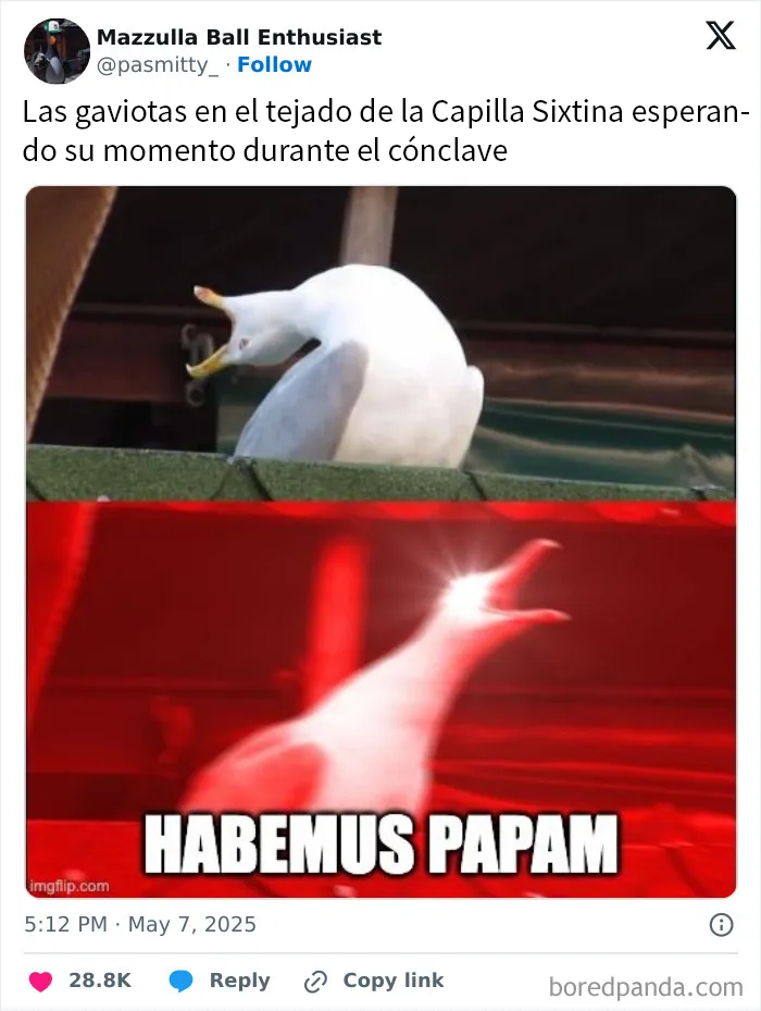 Las gaviotas con asientos de primera fila para la elección papal