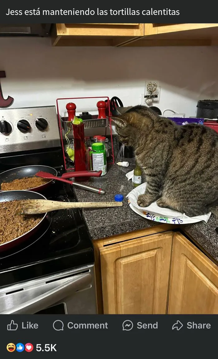20 Personas tan asqueadas por estas comidas que tuvieron que compartirlas (nuevas fotos)