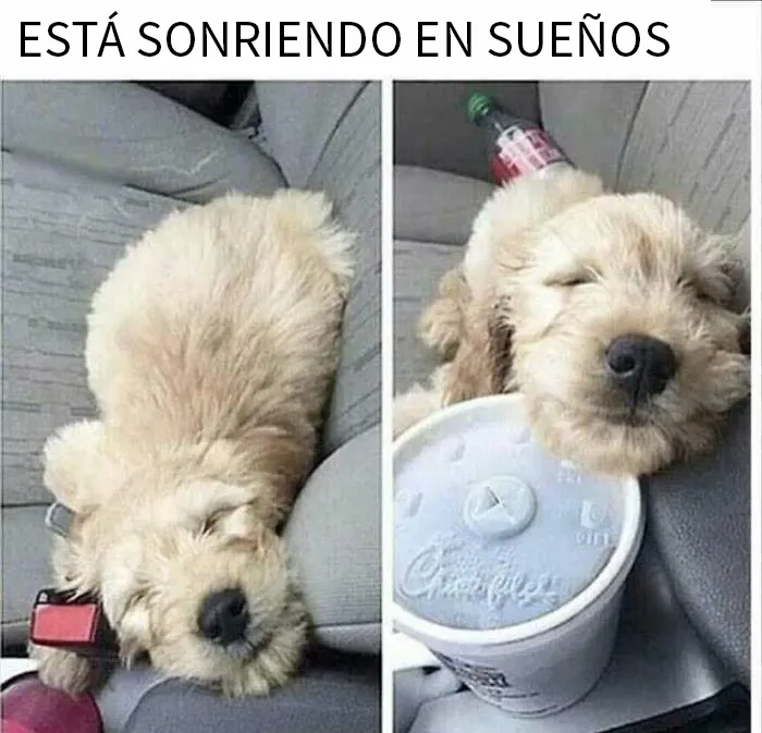 20 Reconfortantes memes de perros para olvidar lo terrible que es el mundo