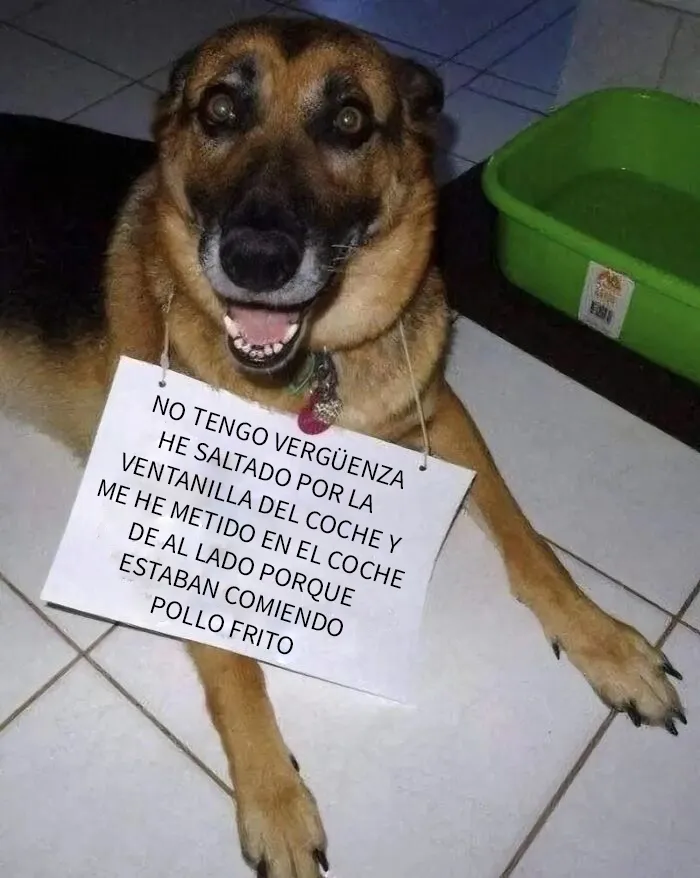 20 Reconfortantes memes de perros para olvidar lo terrible que es el mundo