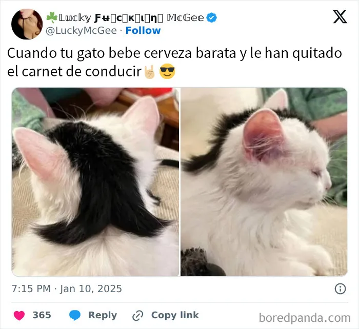 20 Publicaciones geniales de esta página con «humor para hombres»