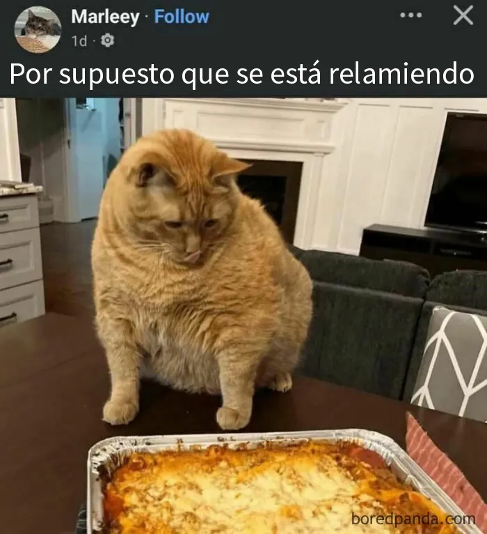 20 Divertidas publicaciones que se burlan de todo y de todos
