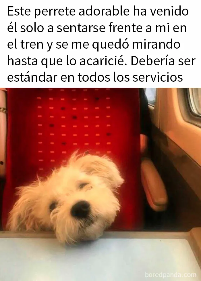20 Reconfortantes memes de perros para olvidar lo terrible que es el mundo