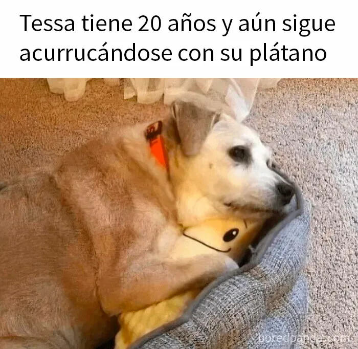 20 Reconfortantes memes de perros para olvidar lo terrible que es el mundo