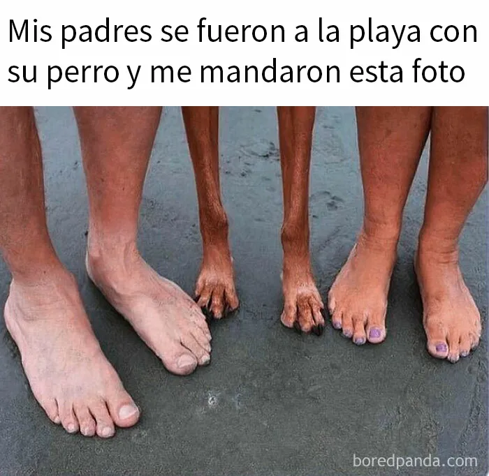 20 Reconfortantes memes de perros para olvidar lo terrible que es el mundo
