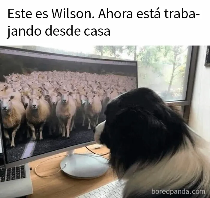 20 Reconfortantes memes de perros para olvidar lo terrible que es el mundo