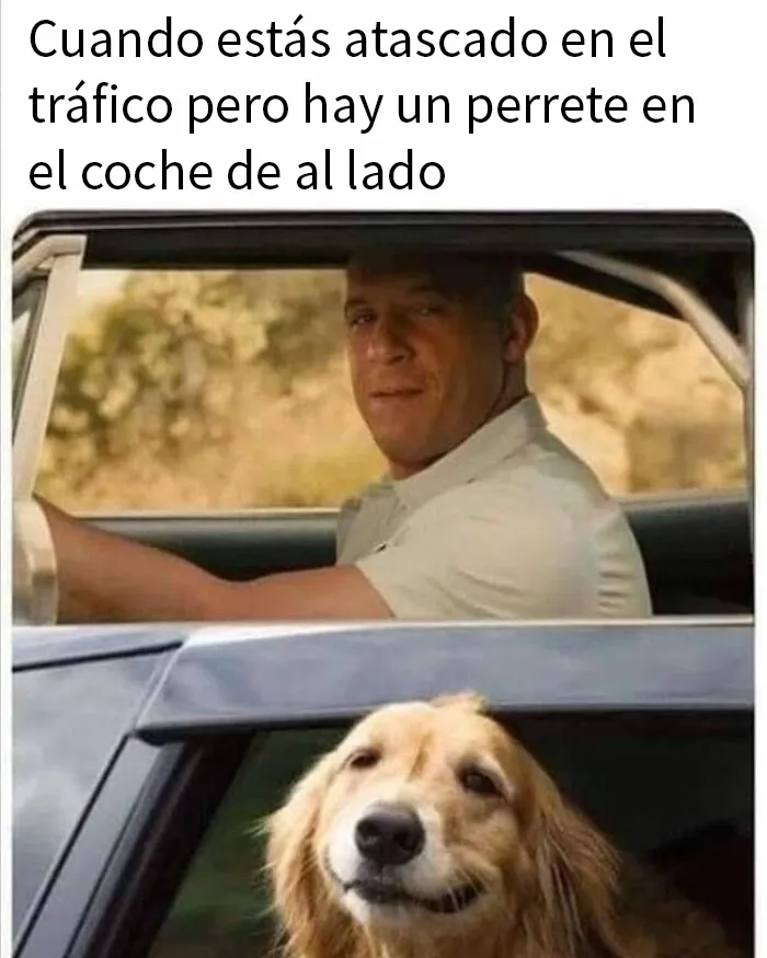 20 Reconfortantes memes de perros para olvidar lo terrible que es el mundo