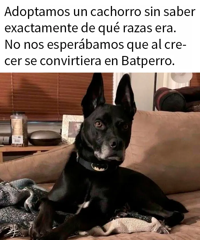 20 Reconfortantes memes de perros para olvidar lo terrible que es el mundo