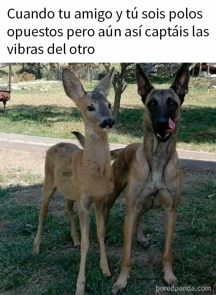 20 Reconfortantes memes de perros para olvidar lo terrible que es el mundo