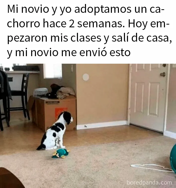 20 Reconfortantes memes de perros para olvidar lo terrible que es el mundo