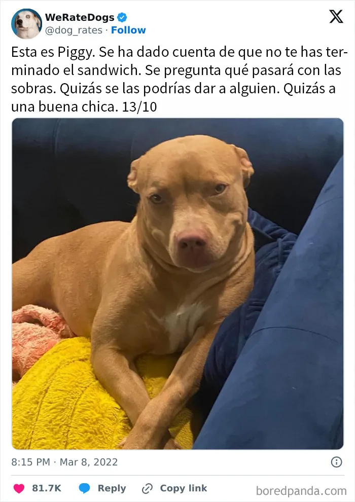 20 Reconfortantes memes de perros para olvidar lo terrible que es el mundo