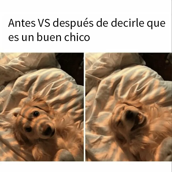 20 Reconfortantes memes de perros para olvidar lo terrible que es el mundo