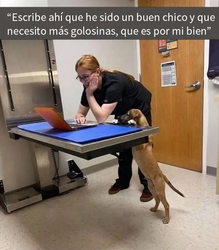 20 Reconfortantes memes de perros para olvidar lo terrible que es el mundo