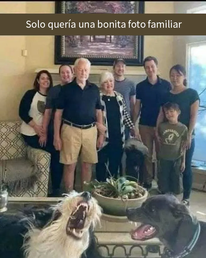20 Reconfortantes memes de perros para olvidar lo terrible que es el mundo
