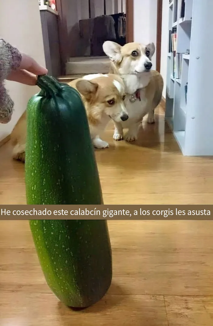 20 Reconfortantes memes de perros para olvidar lo terrible que es el mundo
