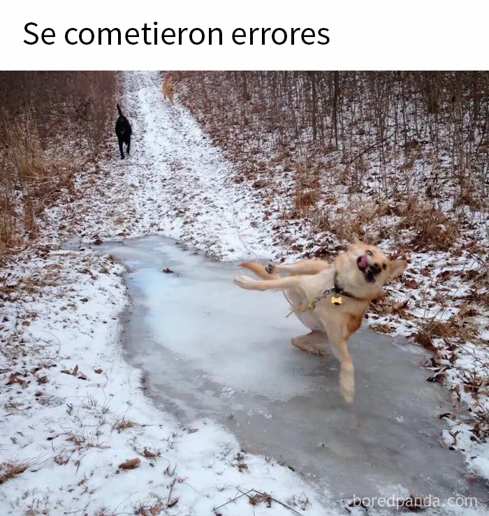 20 Reconfortantes memes de perros para olvidar lo terrible que es el mundo