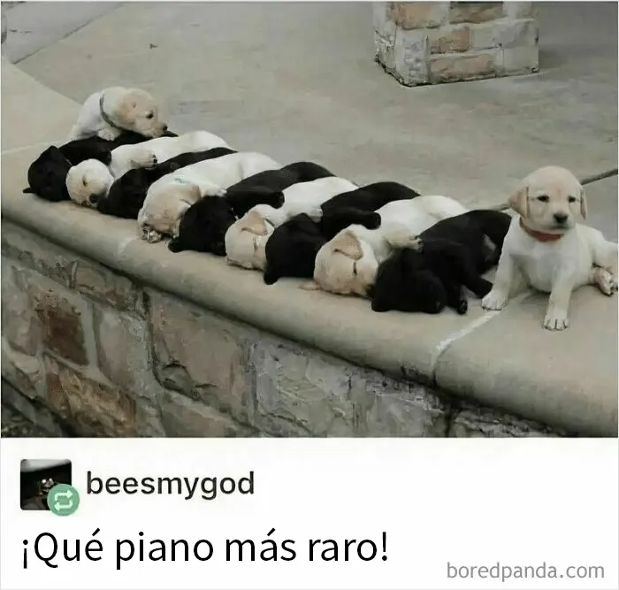 20 Reconfortantes memes de perros para olvidar lo terrible que es el mundo