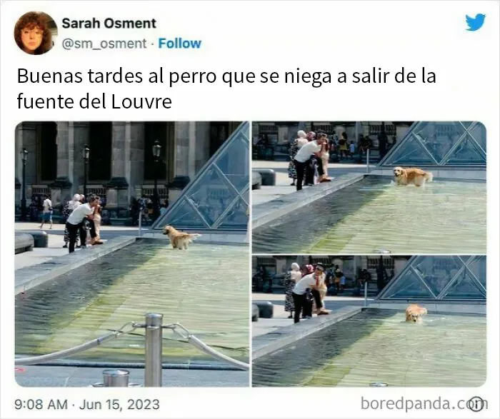 20 Reconfortantes memes de perros para olvidar lo terrible que es el mundo