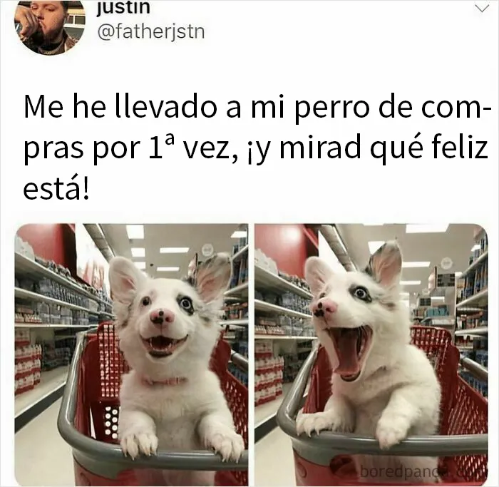 20 Reconfortantes memes de perros para olvidar lo terrible que es el mundo