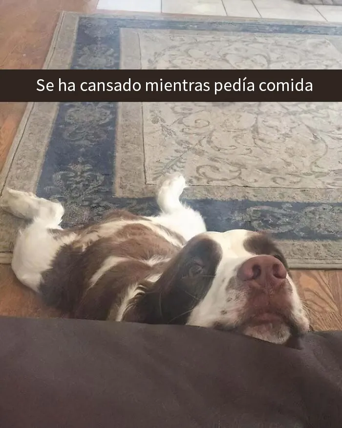 20 Reconfortantes memes de perros para olvidar lo terrible que es el mundo