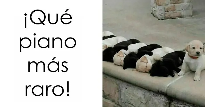 20 Reconfortantes memes de perros para olvidar lo terrible que es el mundo