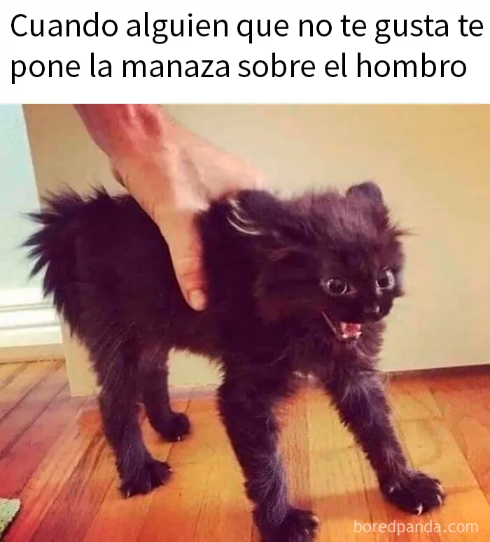 20 Memes divertidos sobre la estupidez humana