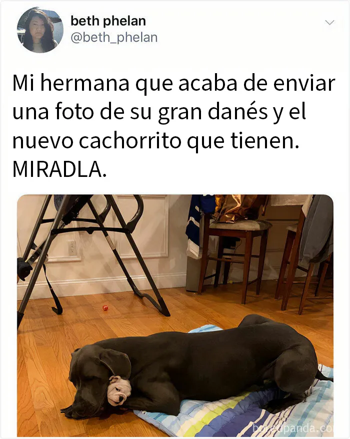 20 Memes de perros tan divertidos como reconfortantes para derretir tu corazón