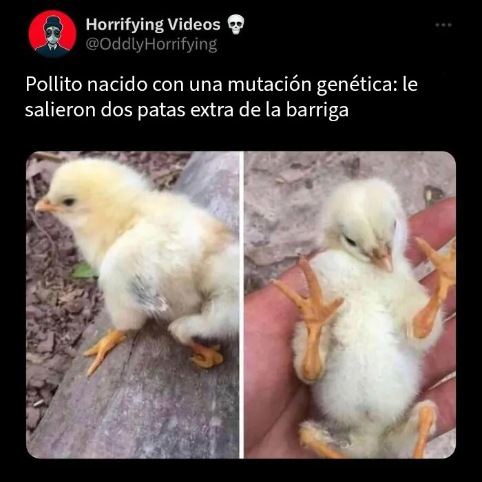 20 Historias extrañamente terroríficas que pondrán a prueba tus nervios