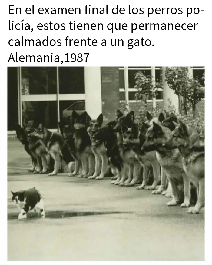 20 Publicaciones e historias fascinantes para los más curiosos