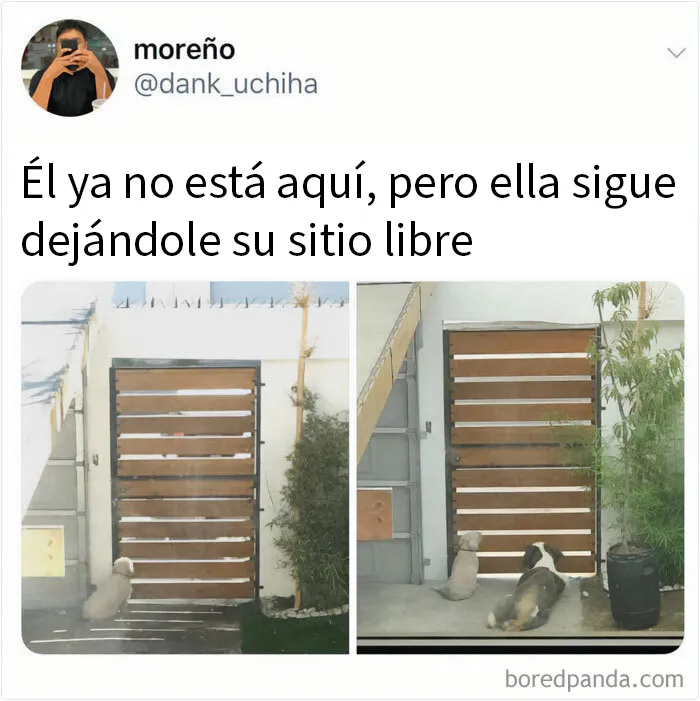 20 Memes de perros tan divertidos como reconfortantes para derretir tu corazón
