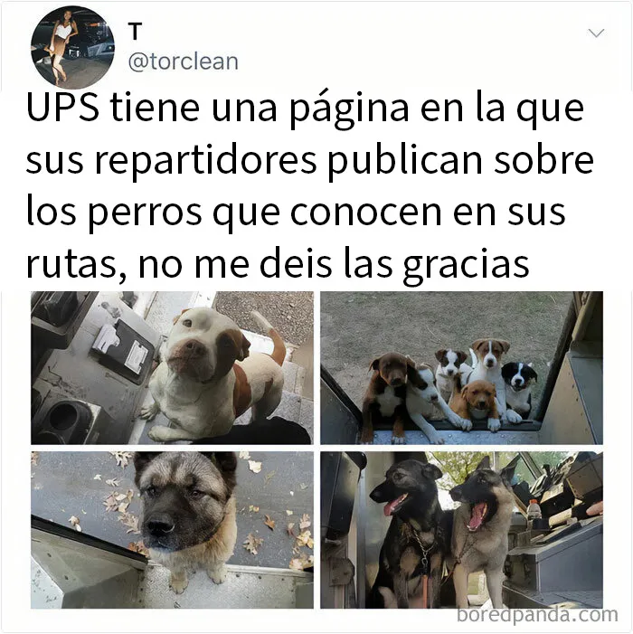 20 Memes de perros tan divertidos como reconfortantes para derretir tu corazón