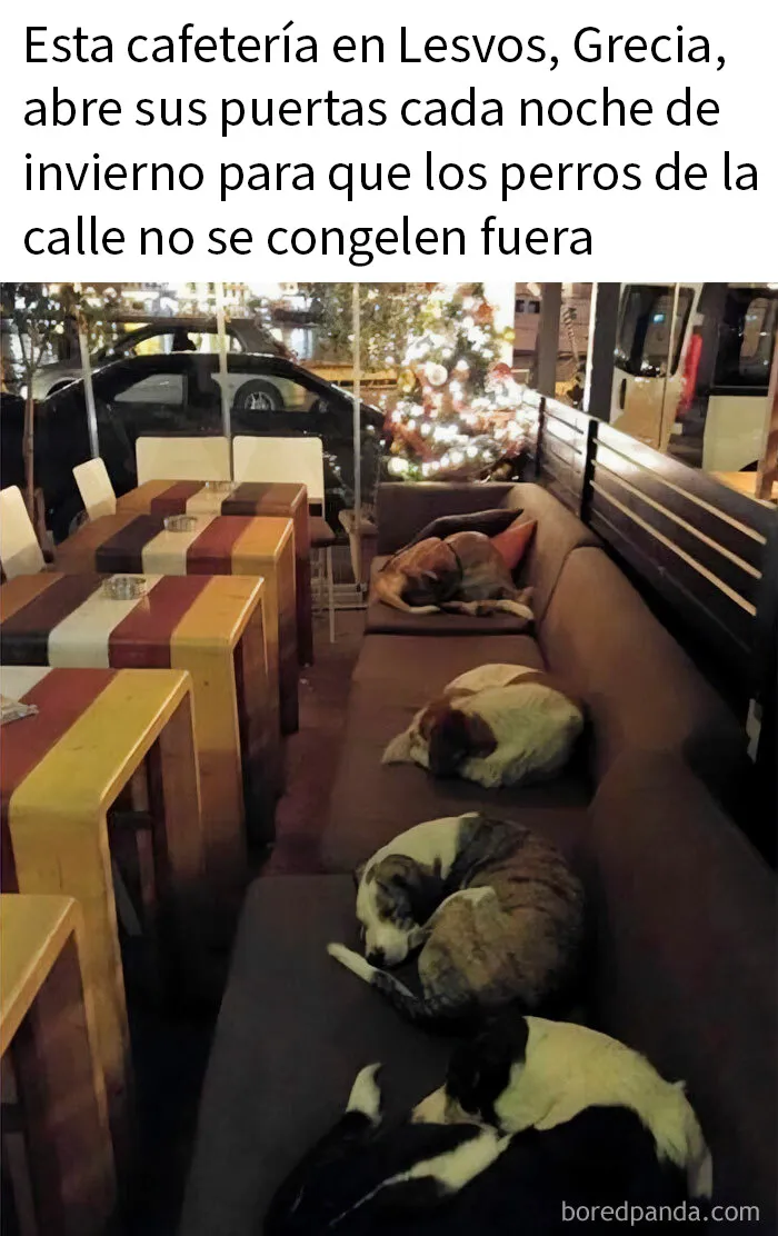 20 Memes de perros tan divertidos como reconfortantes para derretir tu corazón