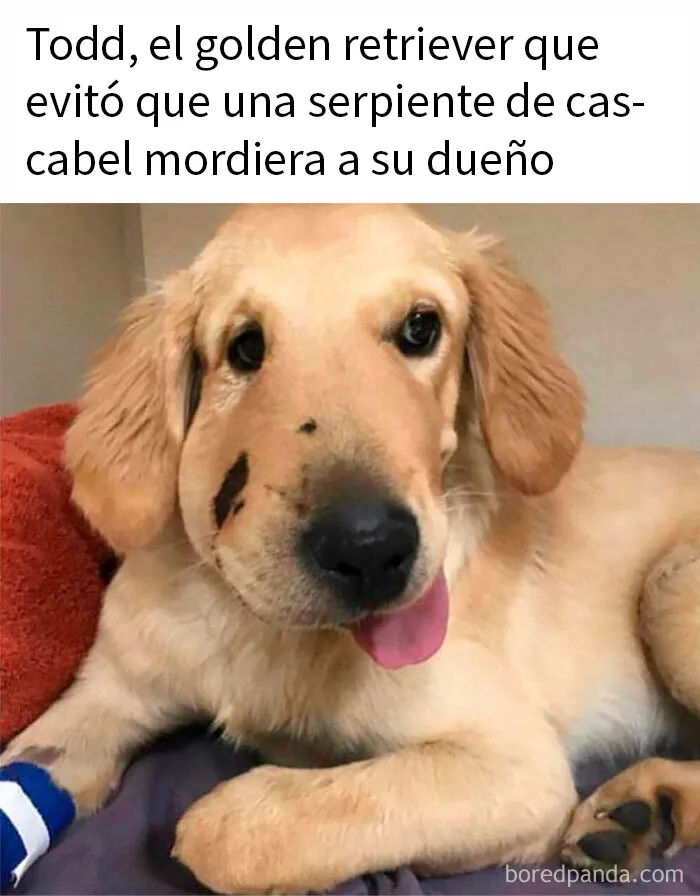 20 Memes de perros tan divertidos como reconfortantes para derretir tu corazón