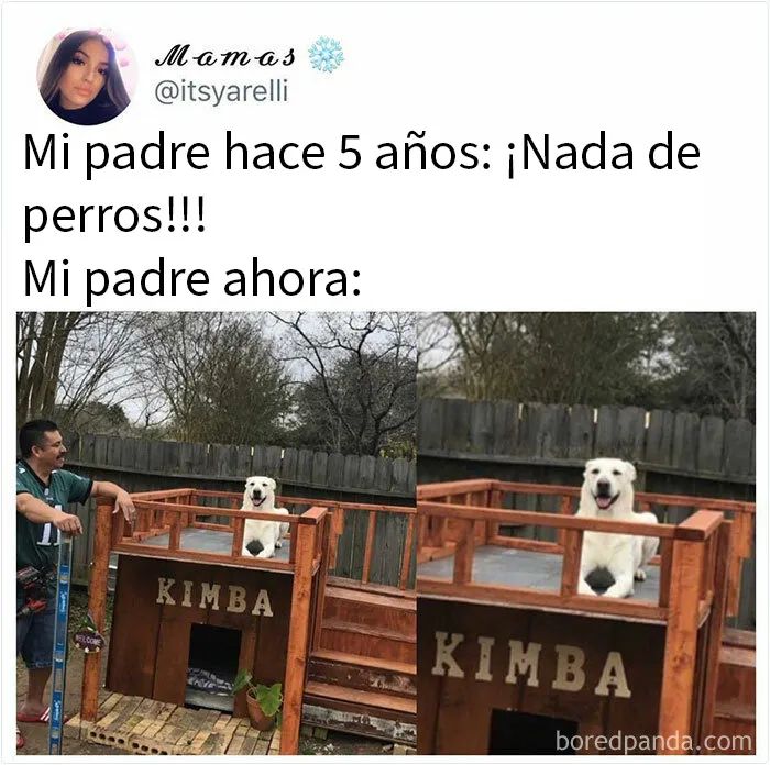 20 Memes de perros tan divertidos como reconfortantes para derretir tu corazón