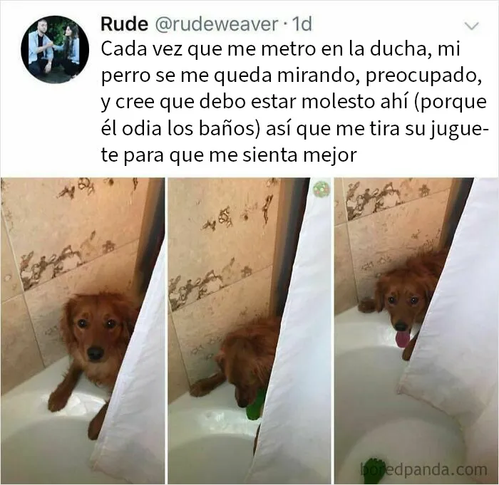 20 Memes de perros tan divertidos como reconfortantes para derretir tu corazón