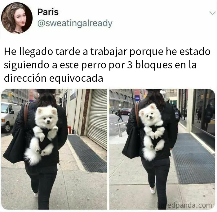 20 Memes de perros tan divertidos como reconfortantes para derretir tu corazón