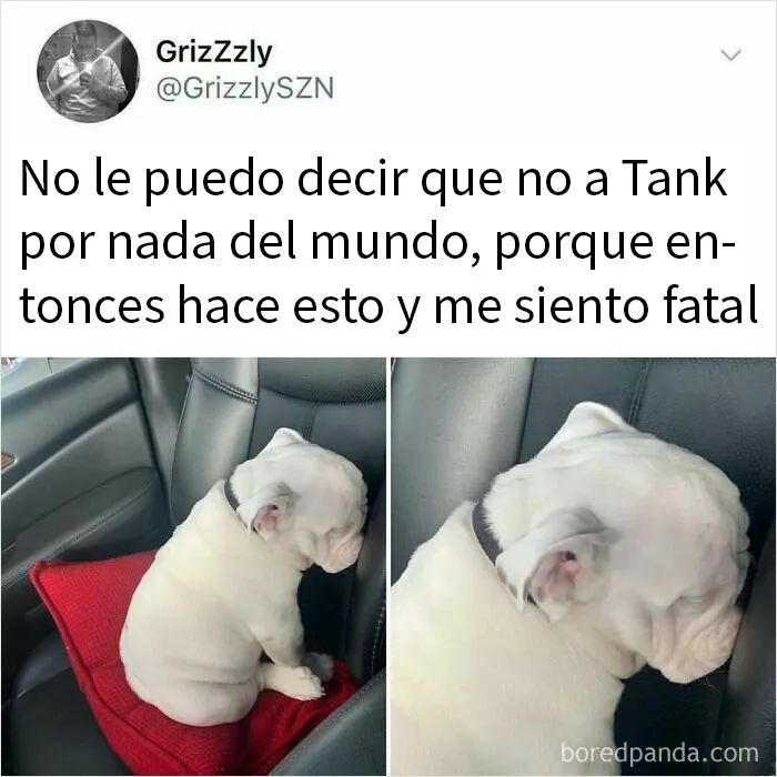 20 Memes de perros tan divertidos como reconfortantes para derretir tu corazón