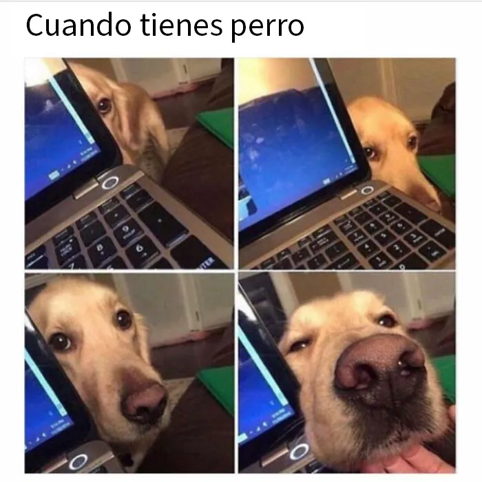 20 Memes de perros tan divertidos como reconfortantes para derretir tu corazón