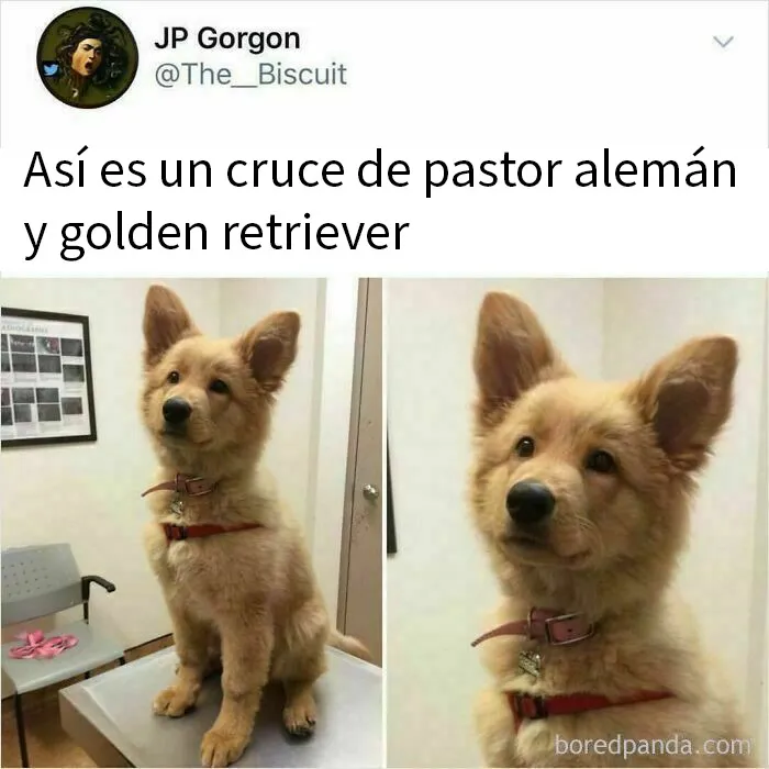 20 Memes de perros tan divertidos como reconfortantes para derretir tu corazón