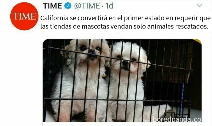 20 Memes de perros tan divertidos como reconfortantes para derretir tu corazón