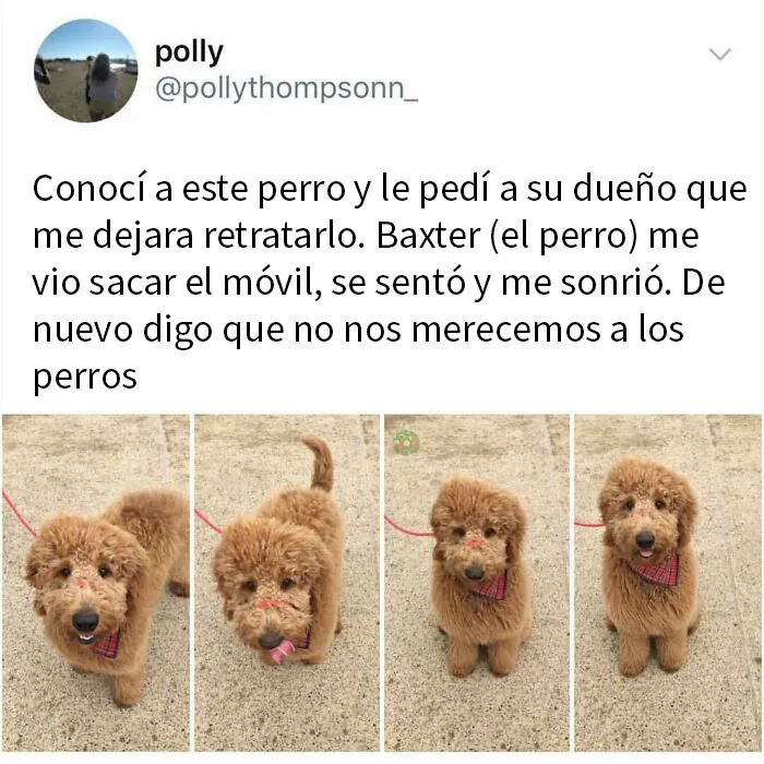 20 Memes de perros tan divertidos como reconfortantes para derretir tu corazón