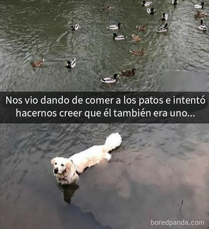 20 Memes de perros tan divertidos como reconfortantes para derretir tu corazón