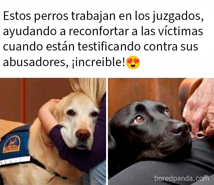 20 Memes de perros tan divertidos como reconfortantes para derretir tu corazón